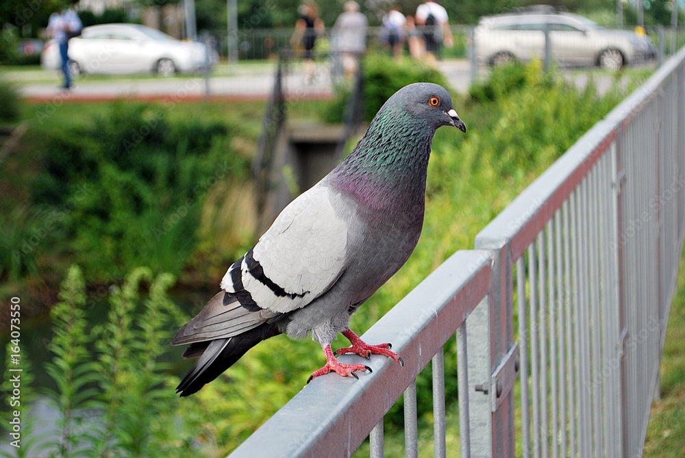 Pigeons