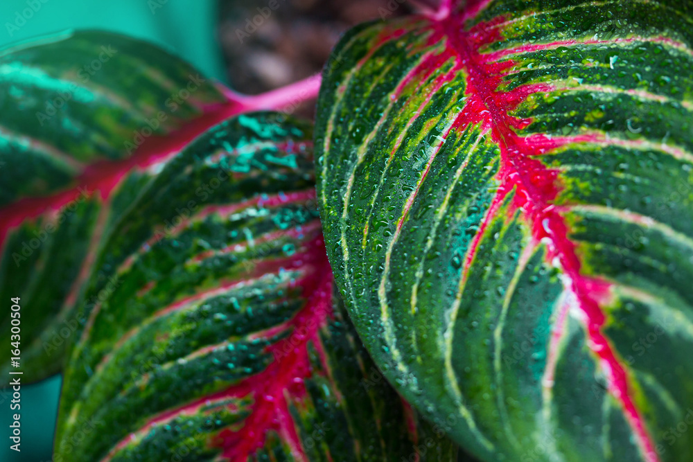 Aglaonema，绿叶树种，清新自然