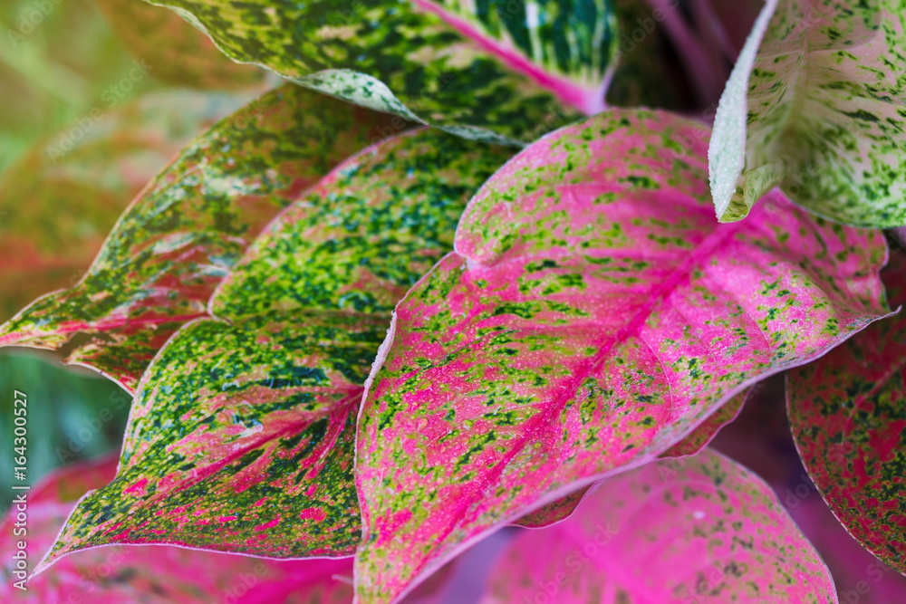 Aglaonema，绿叶树种，清新自然