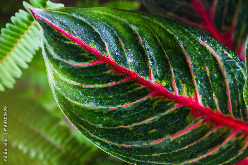 Aglaonema，绿叶树种，清新自然