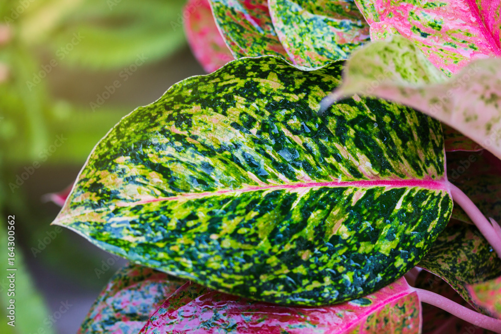 Aglaonema，绿叶树种，清新自然