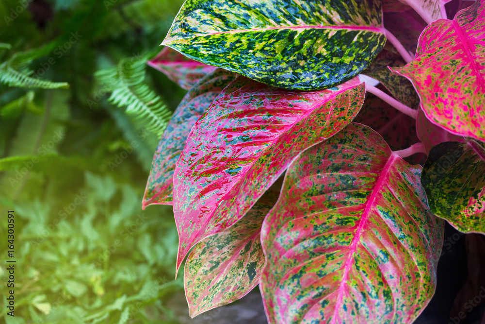 Aglaonema，绿叶树种，清新自然