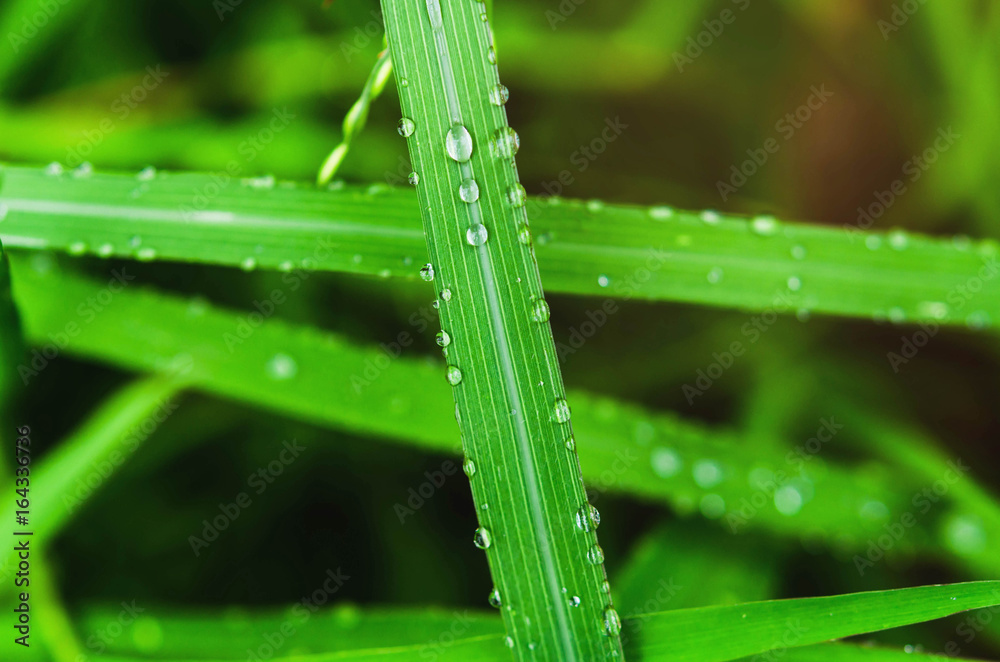 雨后水滴绿叶特写