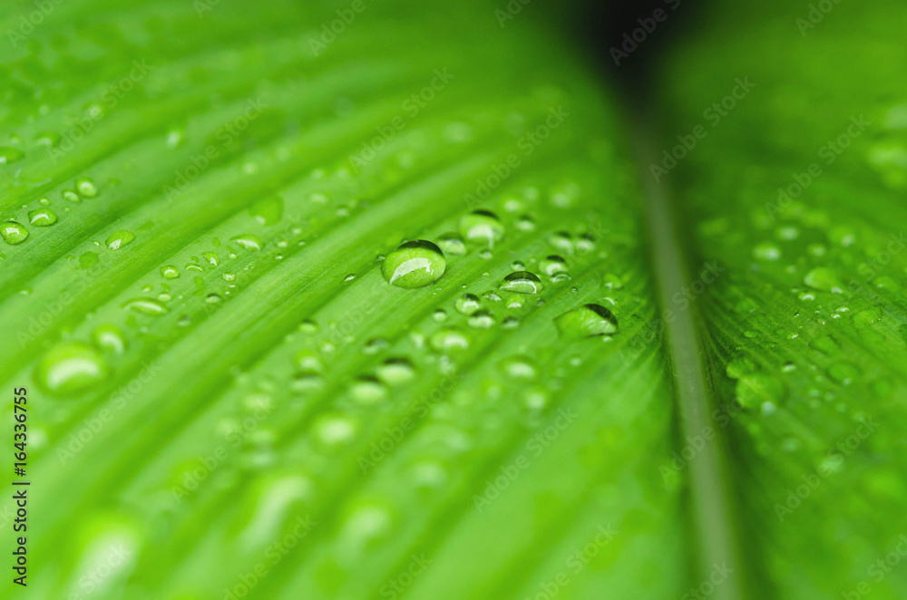 雨后水滴绿叶特写