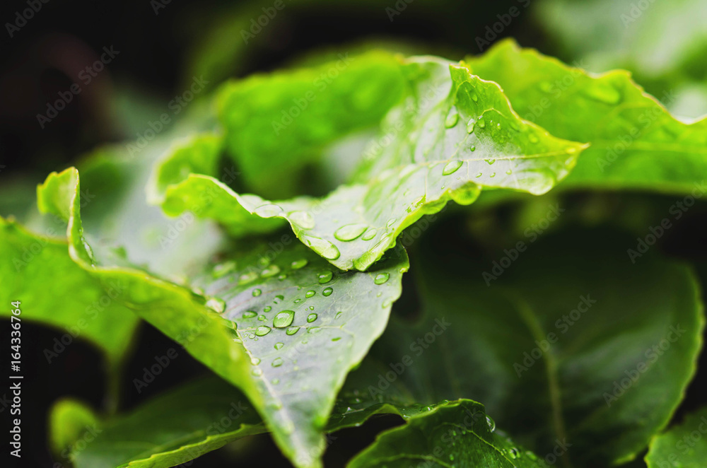 雨后水滴绿叶特写