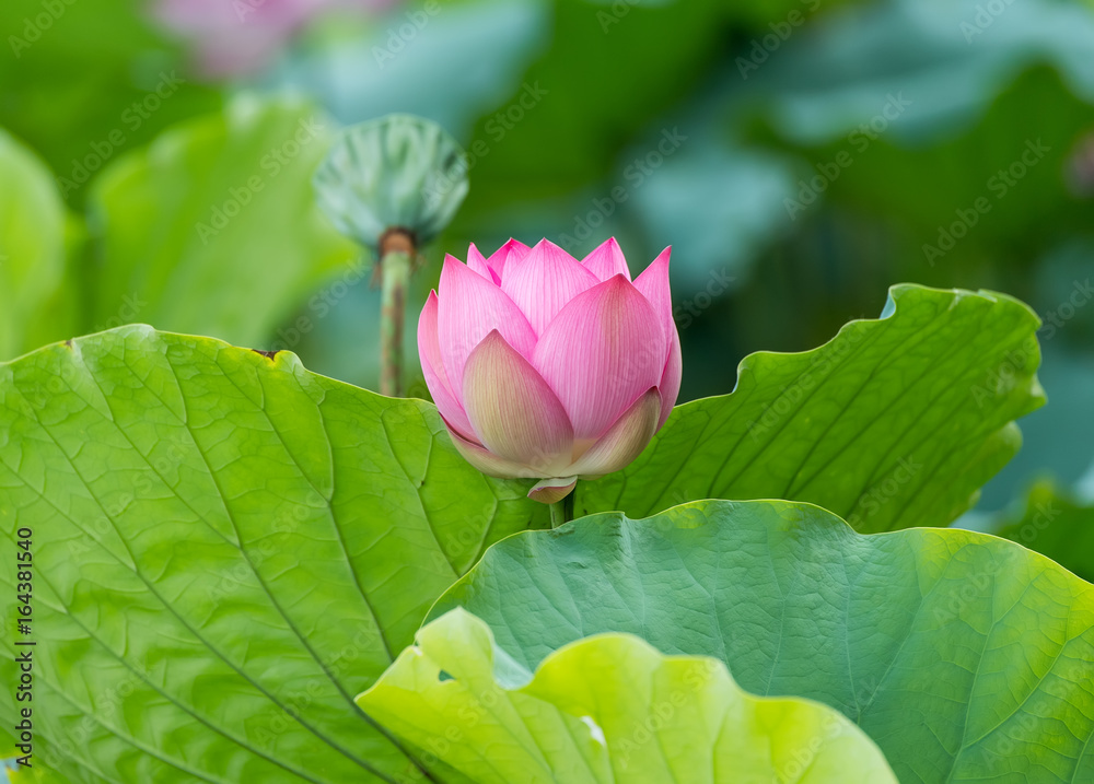 blooming lotus flower