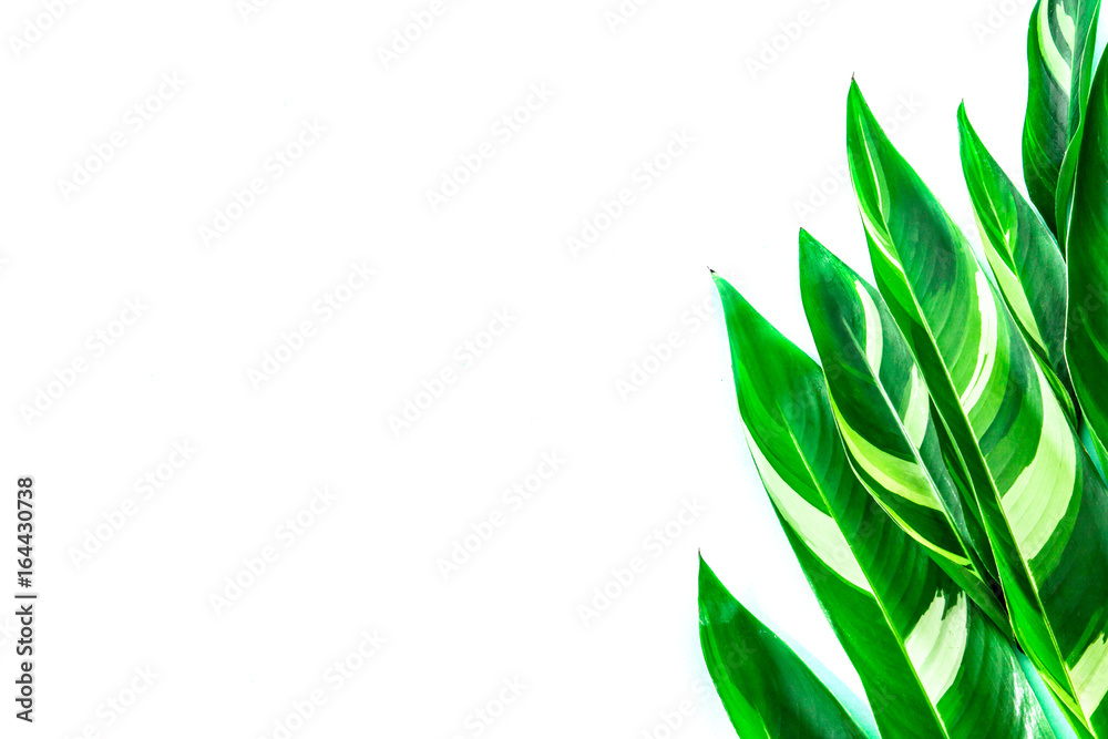 The Tropical green leaf on white background as frame border with copy space