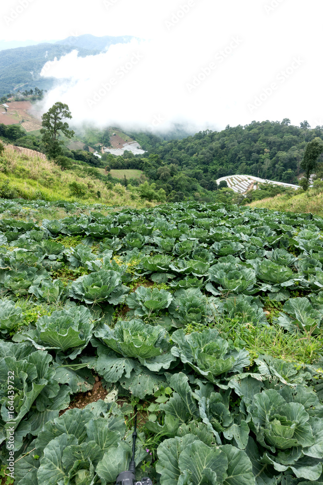 cabbage field