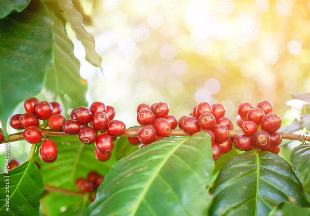 fresh coffee beans on tree with flare light