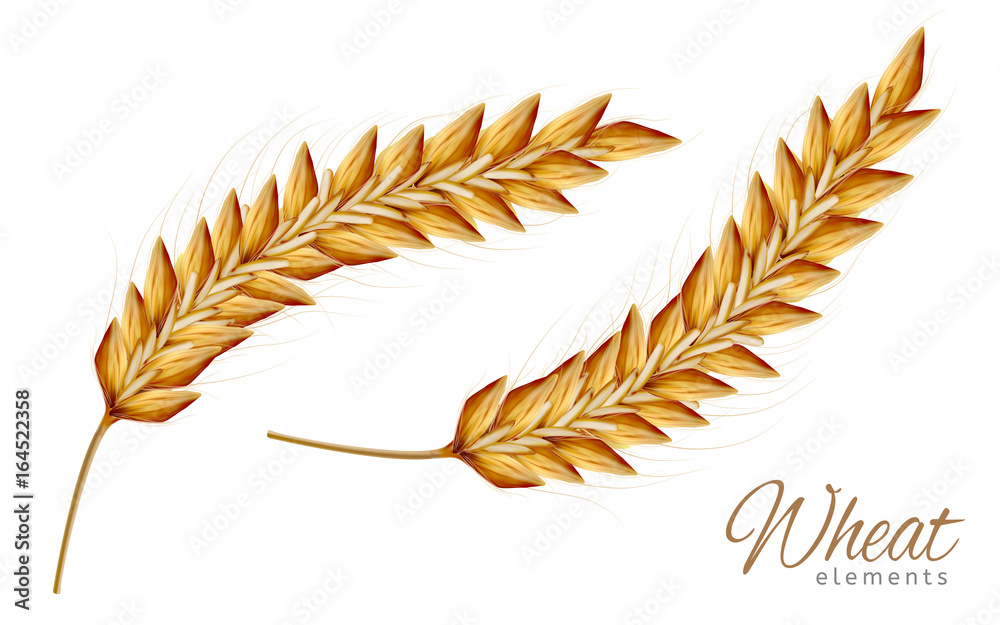 wheat elements design