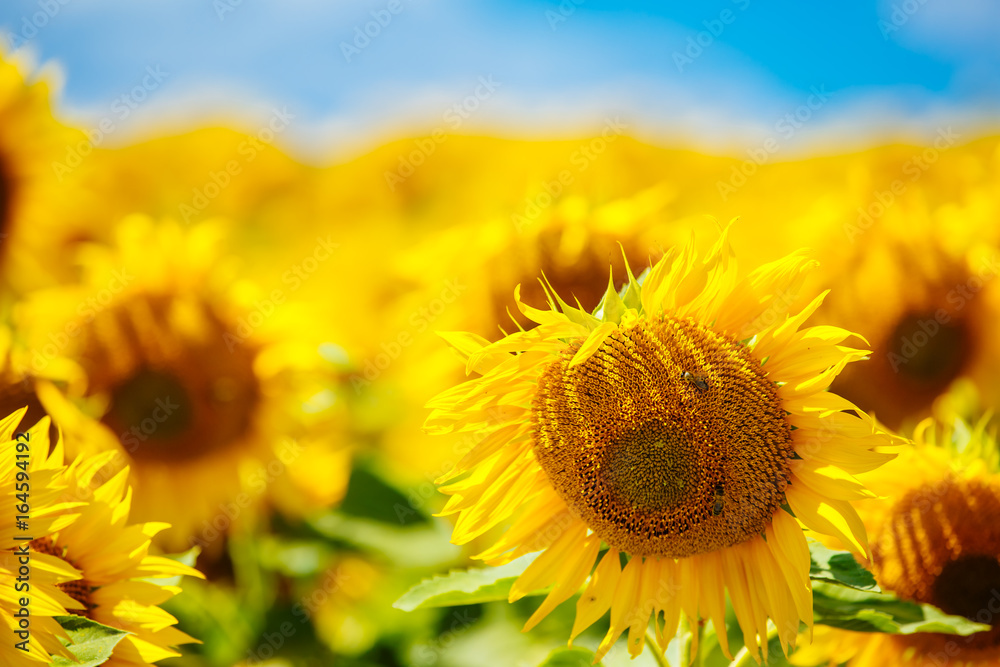 Sunflowers in full bloom dancing in the wind. Flowering sunflowers. Sunflowers field. Agricultural p