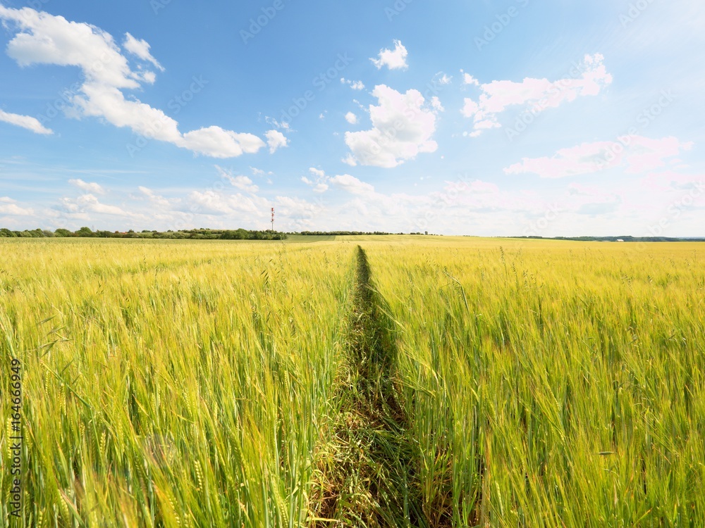 Shinning young yellow barley corns growing in field, light at horizon. Golden Sun rays in barley