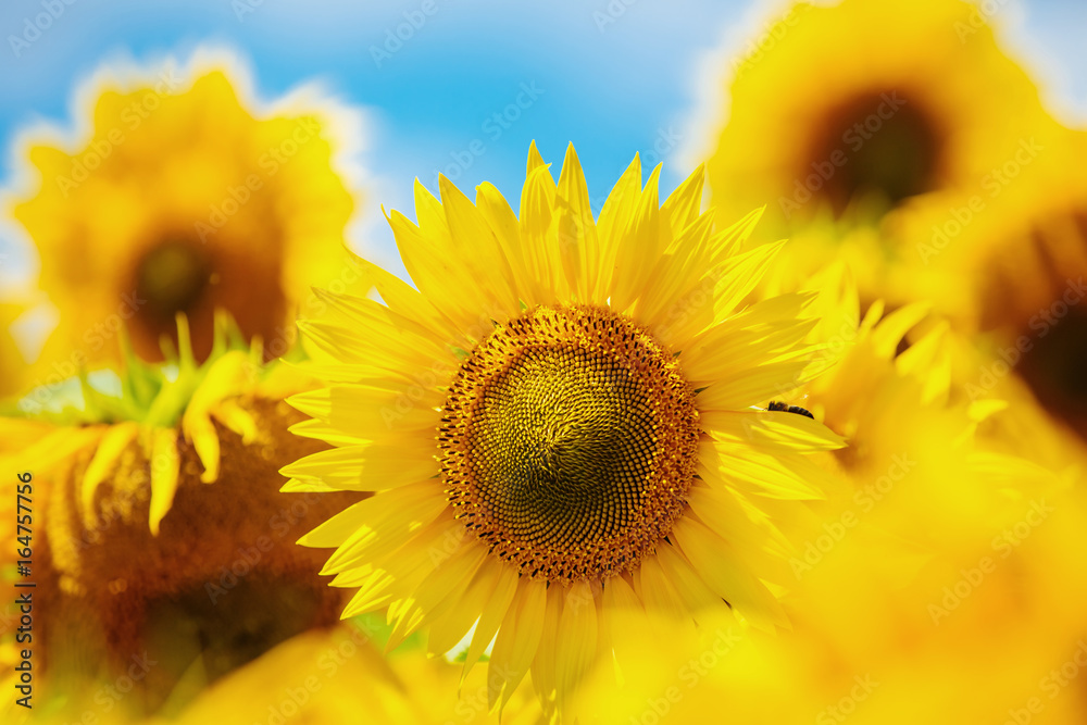 Blooming sunflower. Sunflowers are large. Beautiful sunflowers in summer