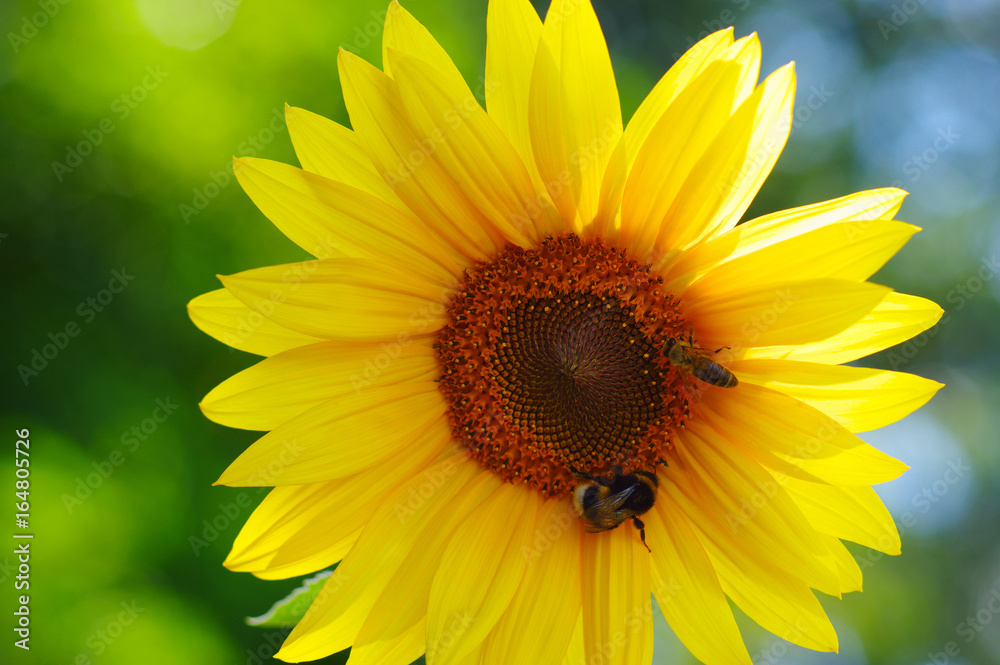 Close up of sunflower