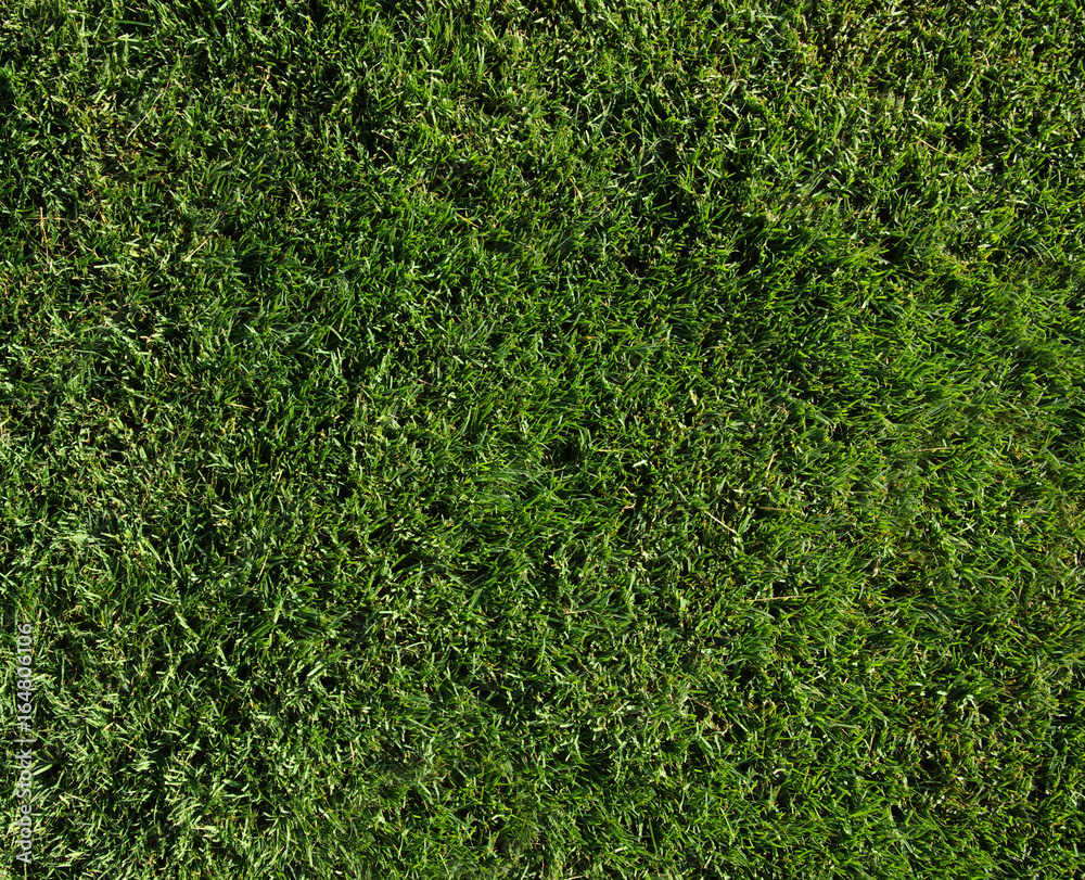 Background of a green grass