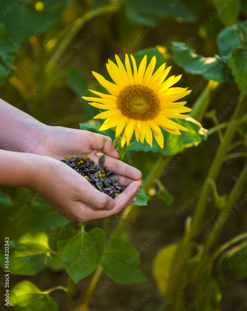 Girl holding sunflower seeds