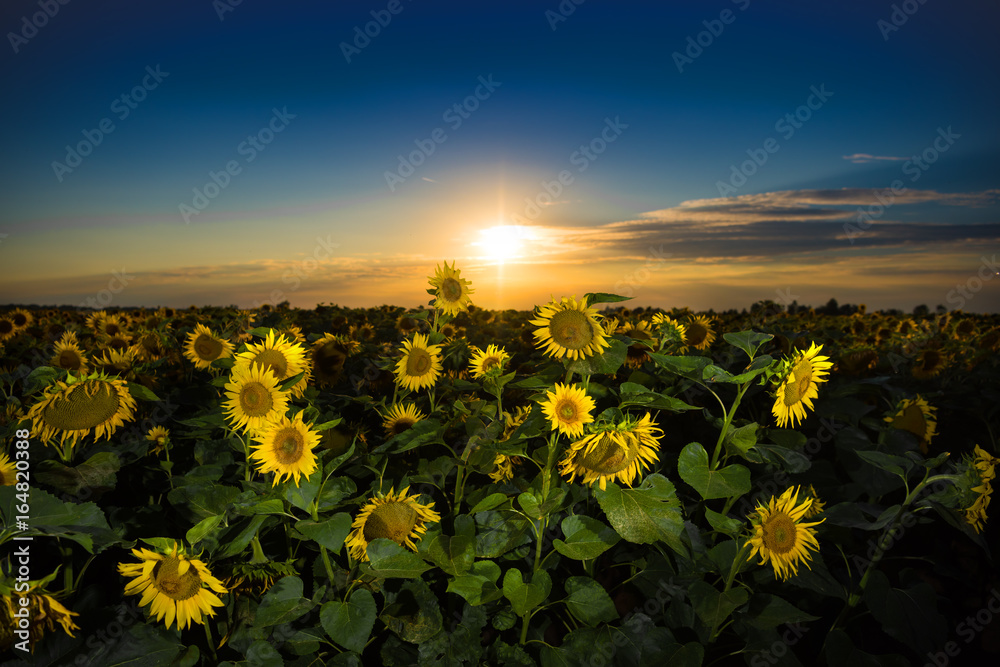 Sunset over the field of sunflowers