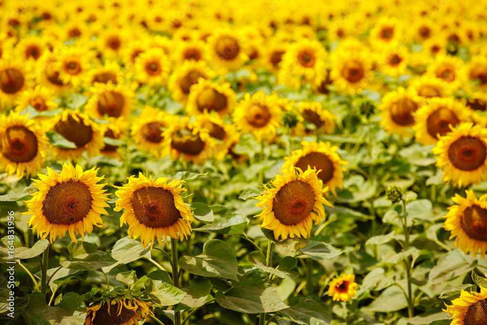 A lot of sunflowers on the field. Harvesting. A plenty of sunflower in sunflower field