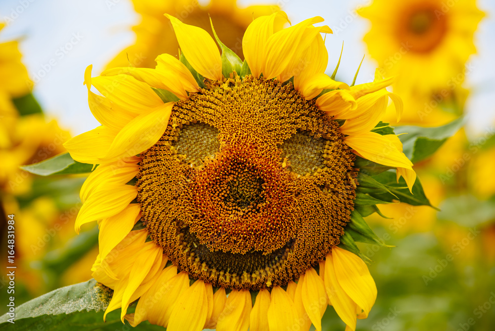 Sunflower with a smile. Emotions on sunflower. Smile of sunflower