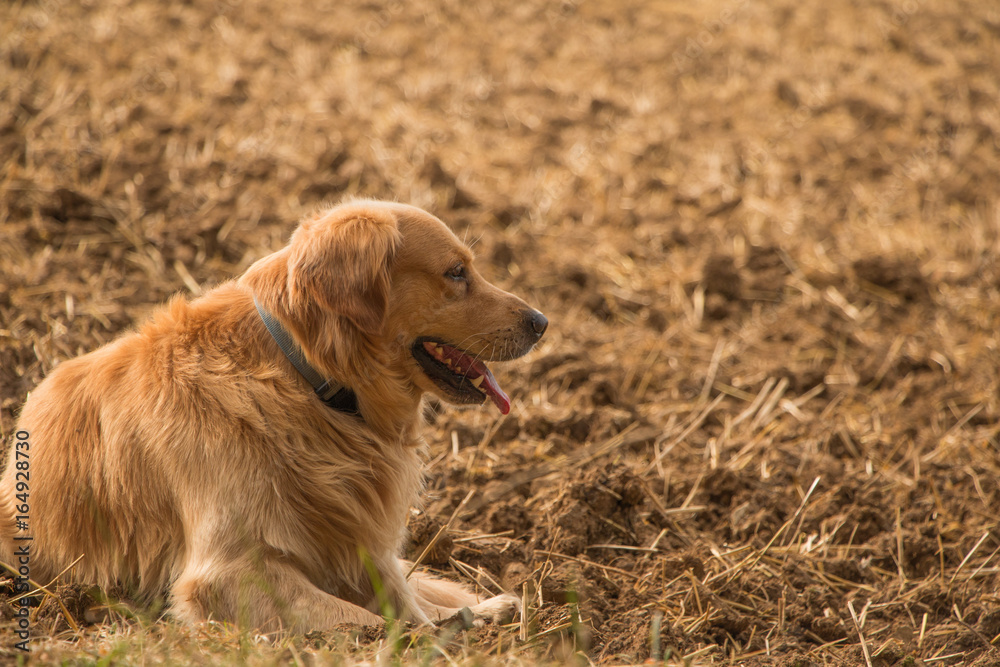 金毛寻回犬im Feld