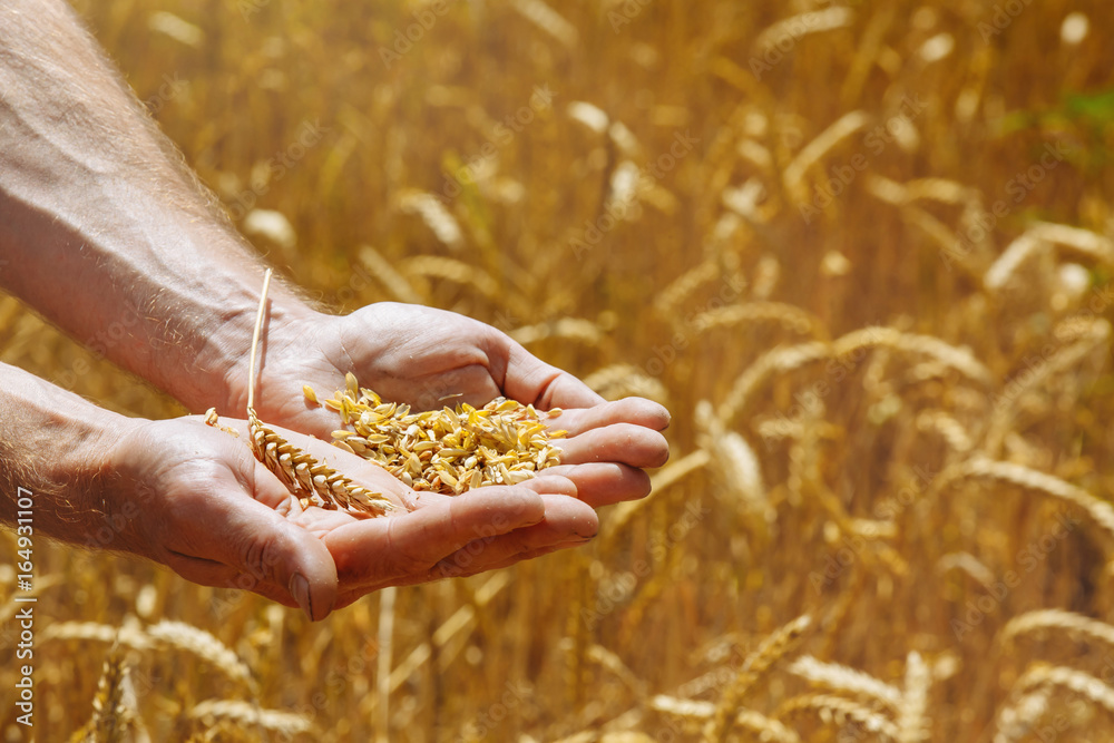 wheat grains in female palm on wheat field background. harvest, agriculture, agronomics, food, produ