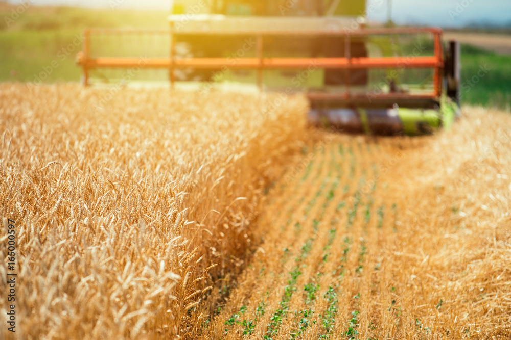 Combine harvester machine harvesting ripe wheat crops