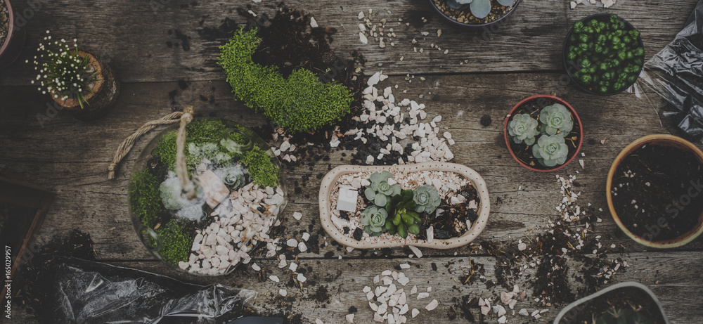 Botanical Environment Greenery Pottery Nature