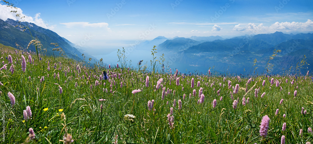 Wildblumenwiese Wiesenknöterich am Monte Baldo - Italien