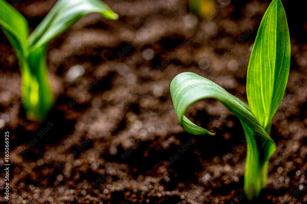 Concept appearance of life - sprout from soil close up