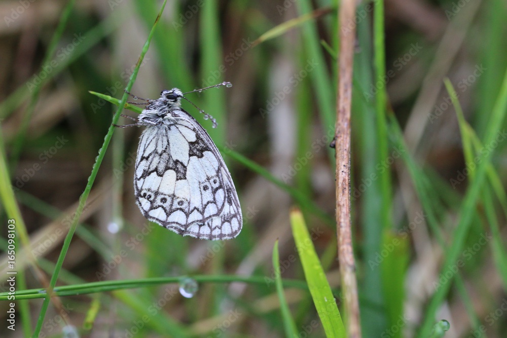 Papillon au réveil