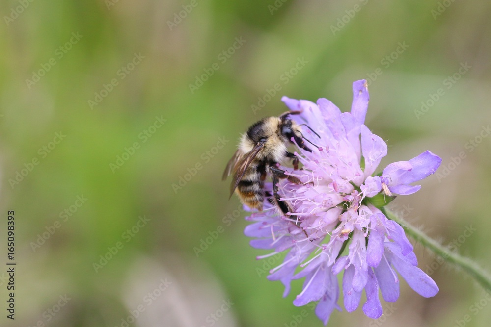 Abeille qui butine