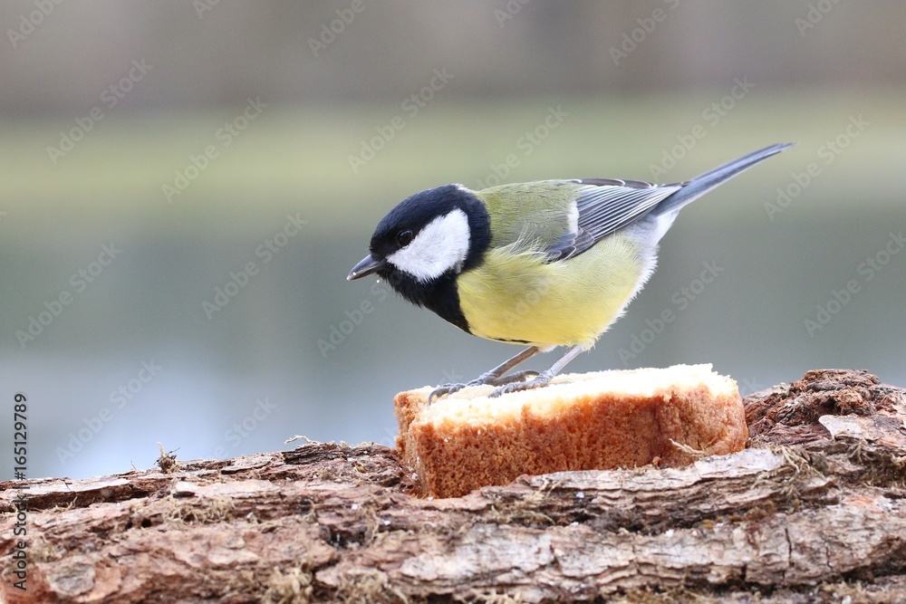 La mésange charbonnière