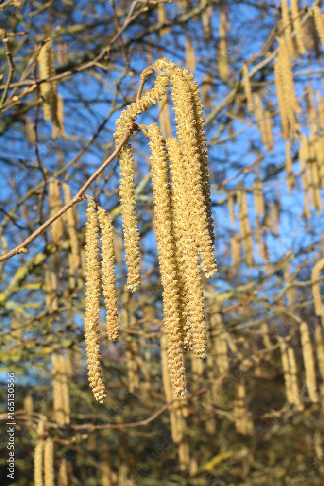 Noisetier en fleurs