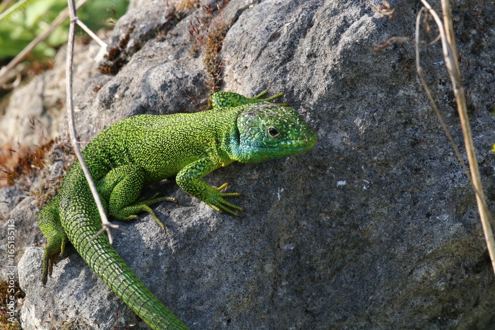 Lézard vert à laffût