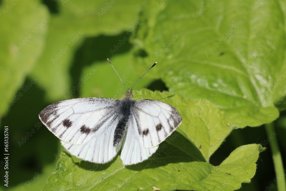 La Piéride du Navet (Pieris napi)