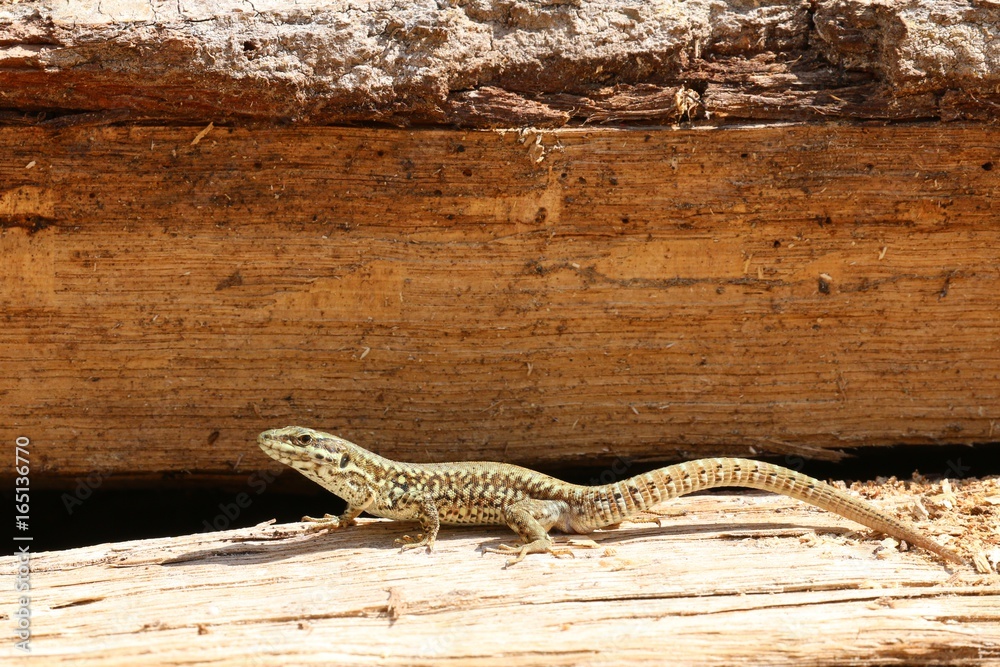 Lézard des murailles