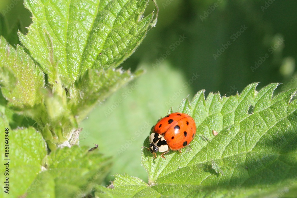 中国Coccinelle chinoise