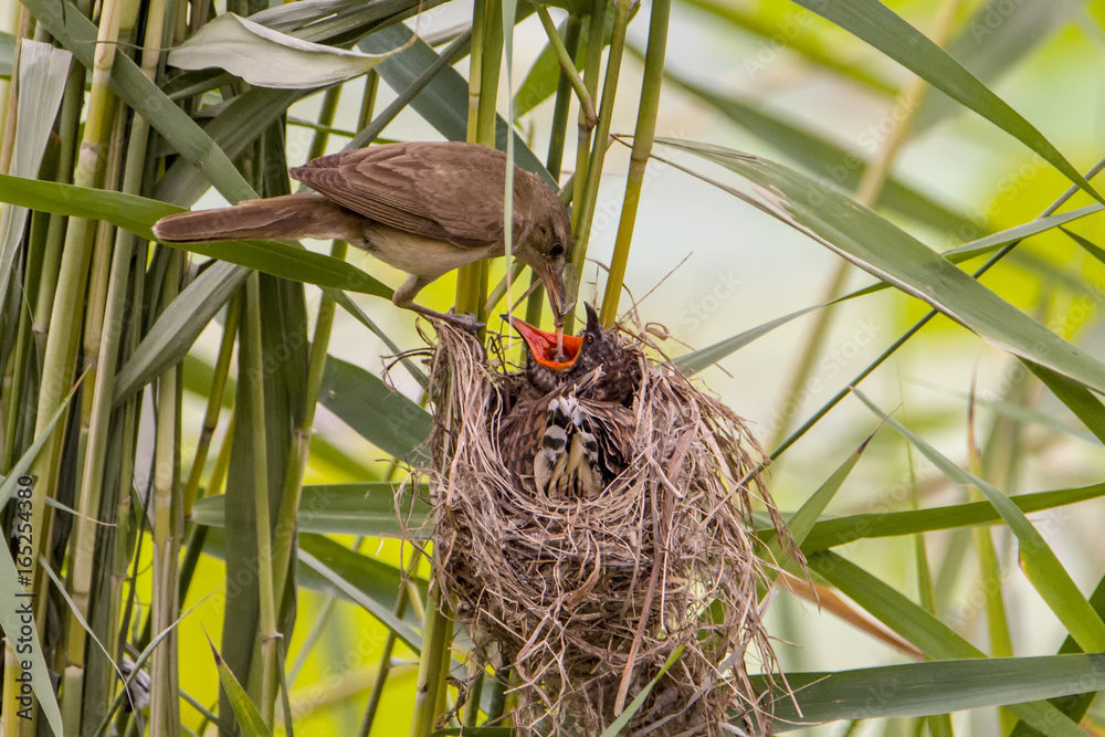 Birds mother love