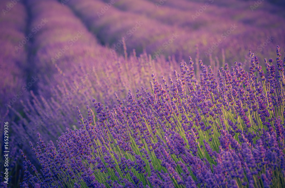 Blooming lavender fields in Little Poland