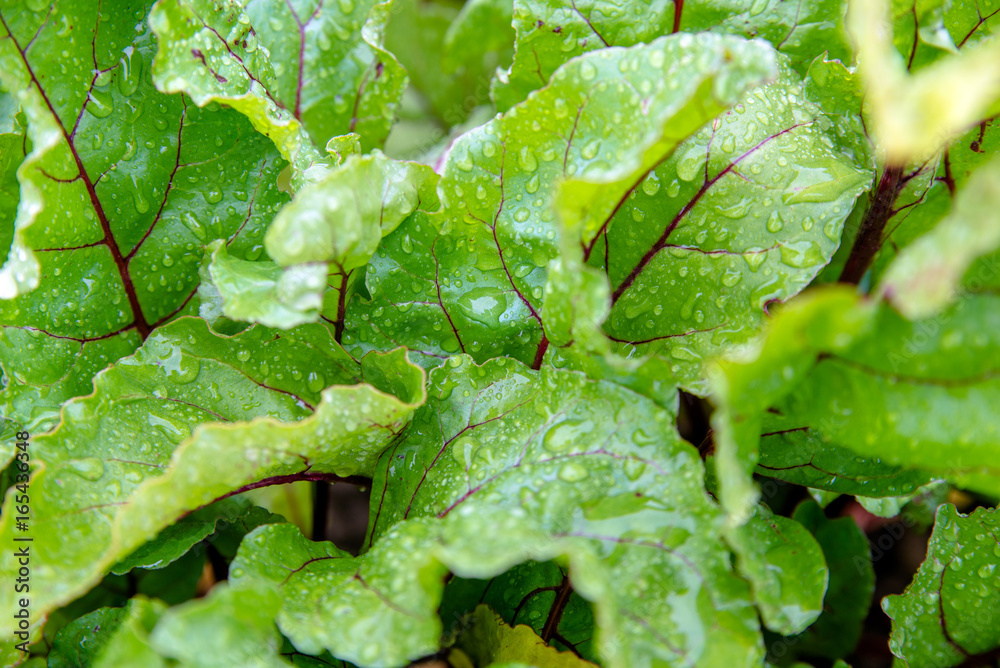 被雨滴覆盖的甜菜根叶子特写