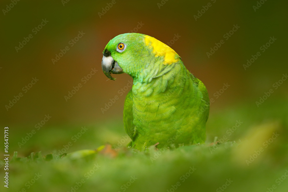 Yellow-naped Parrot, Amazona auropalliata, portrait of light green parrot with red head, Costa Rica.