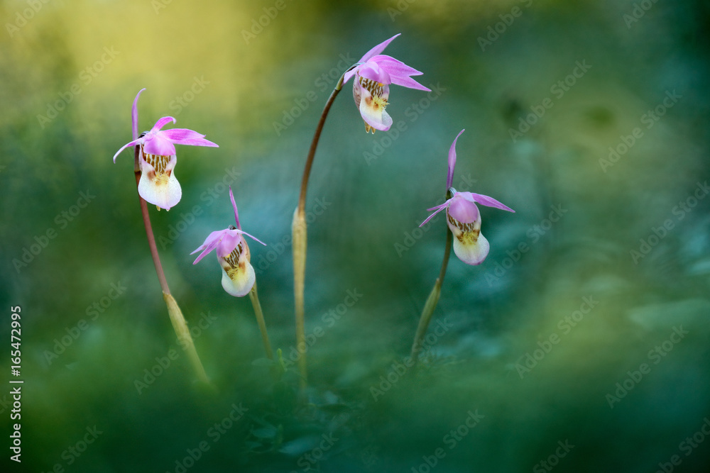 Calypso bulbosa，美丽的粉红色兰花，芬兰。开花的欧洲陆生野生兰花，自然