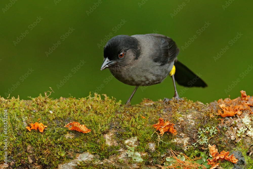 Yellow-thighed Finch, Pselliophorus tibialis, sitting on the green moss branch. Tropic bird in the n