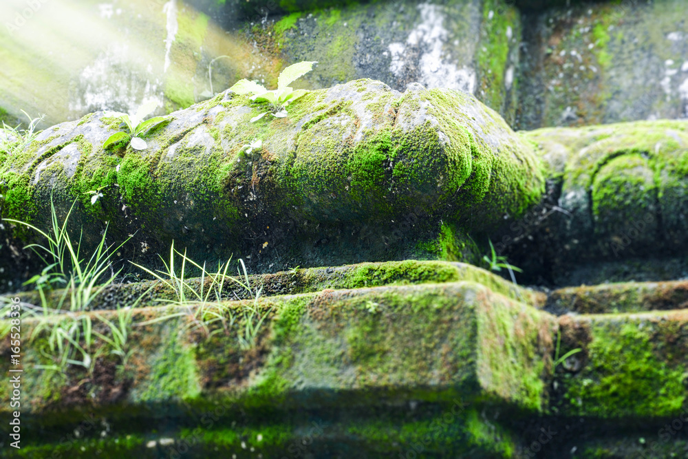 plant growth on crack cement architecture green block background blur