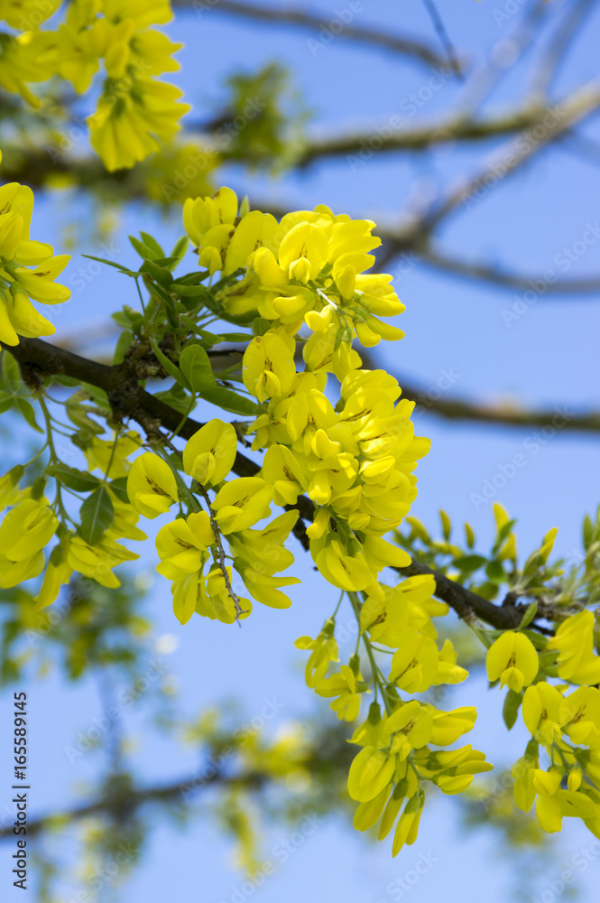 Laburnum anagyroides ornamental yellow shrub branches in bloom against blue sky