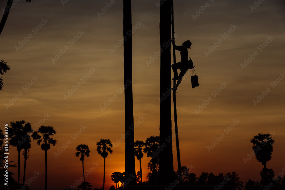 People in coconut plantation are working on coconut tree at sunset.