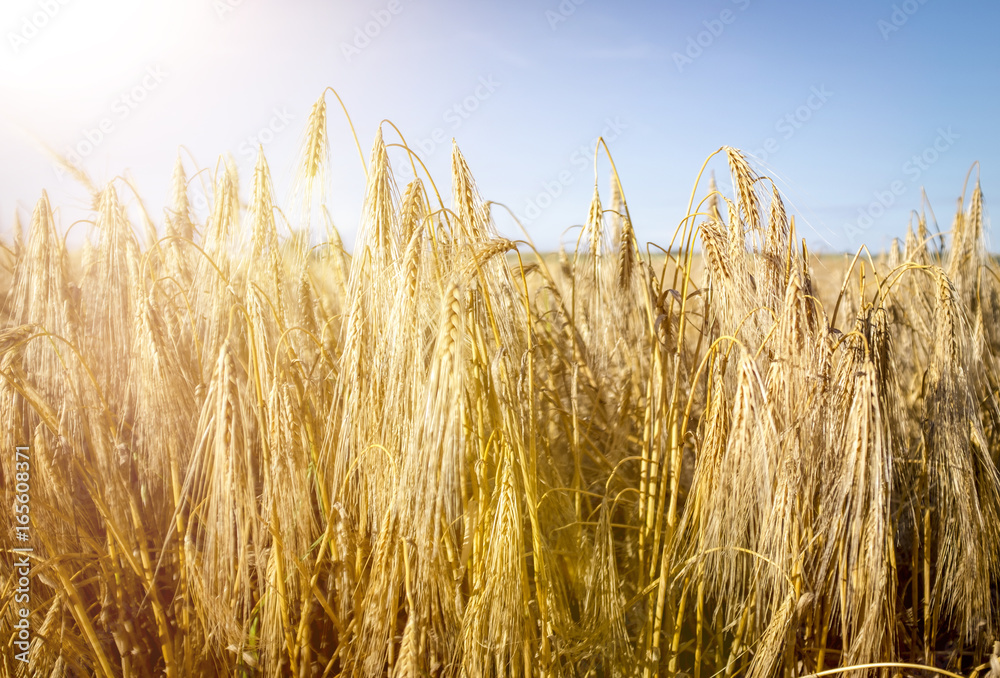 Goldenes Getreidefeld im Sonnenschein