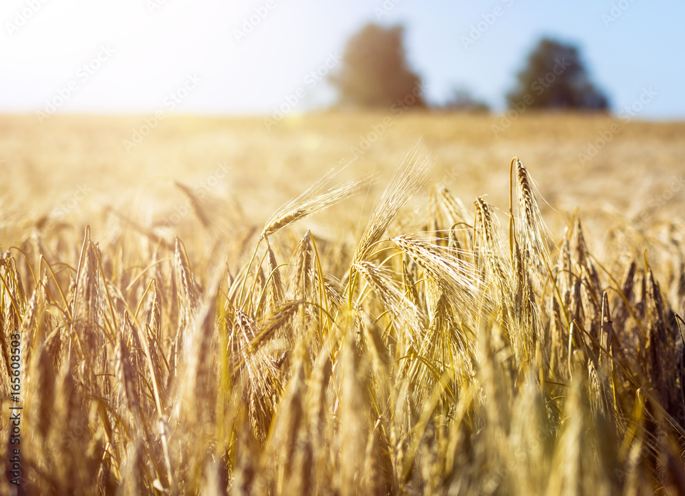 Goldenes Getreidefeld im Sonnenschein