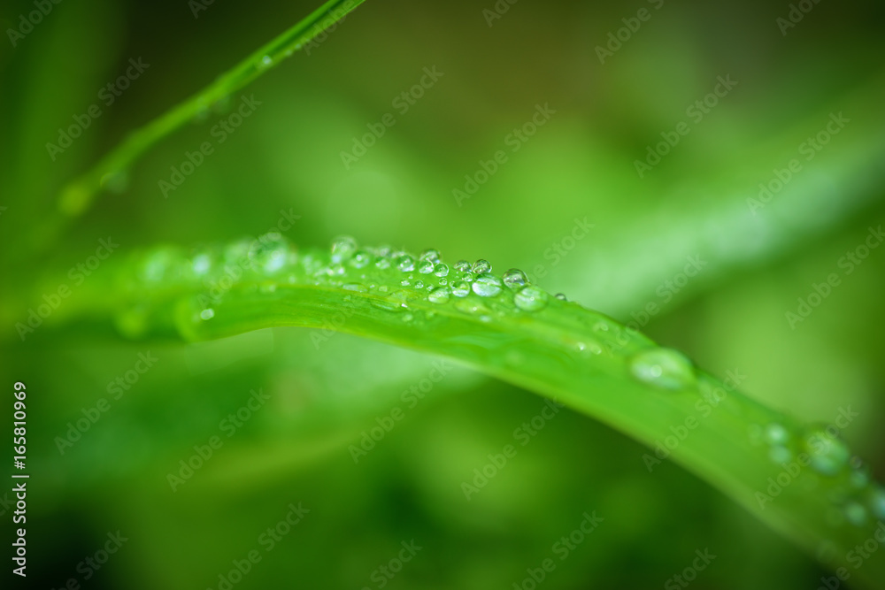 Green grass background. Selective focus with shallow depth of field.