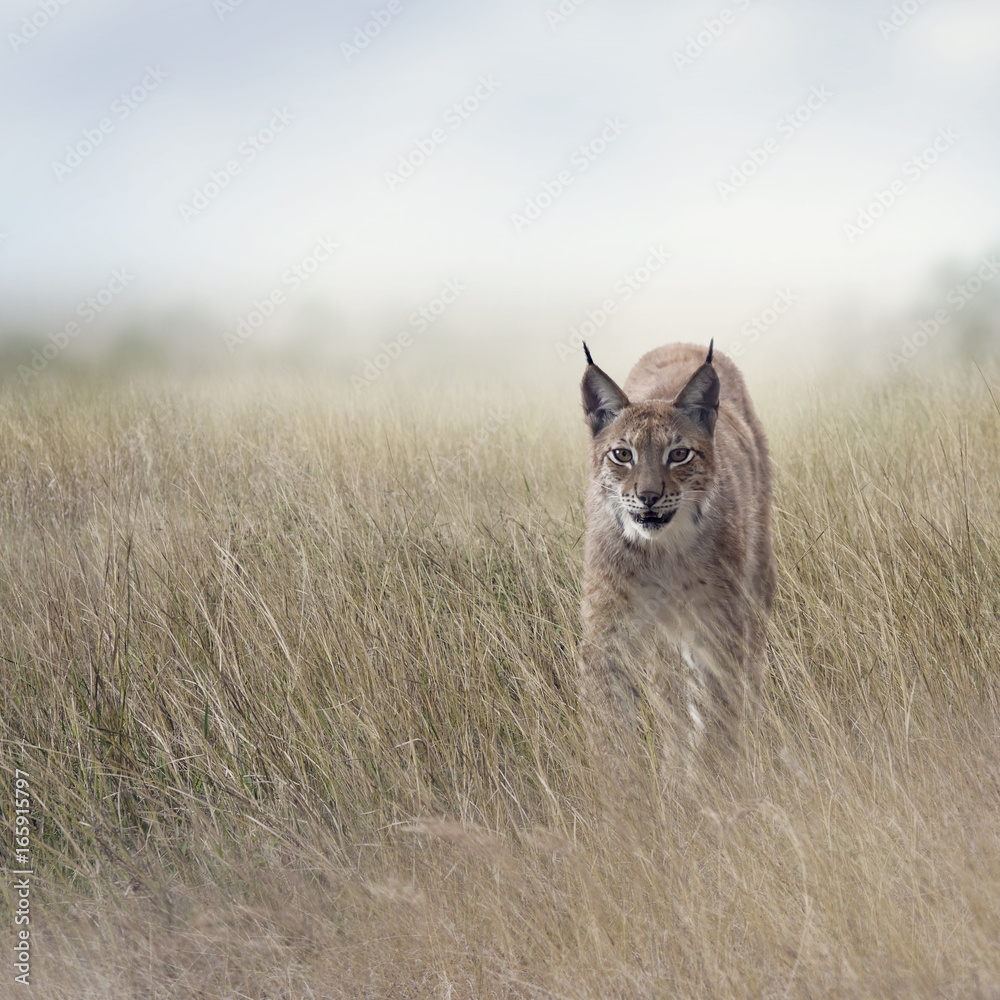 Young Lynx In the Grassland